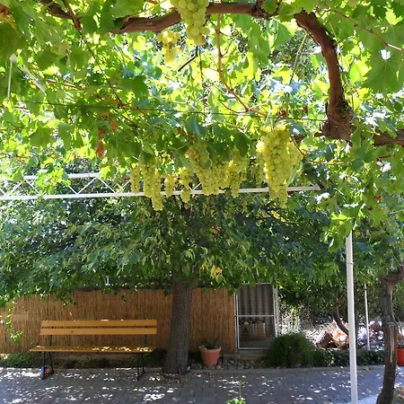 Dama 珀德垂那